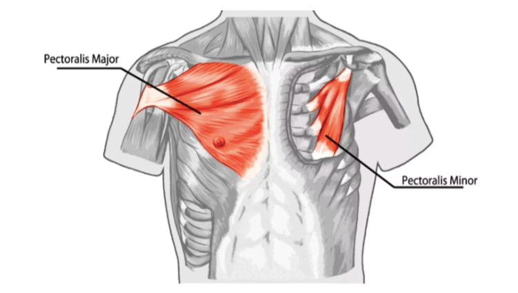 Anatomy of the Chest Muscles